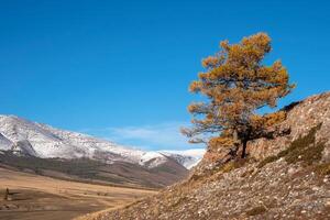 Autumn tree on a steep rocky cliff above the cliff. photo