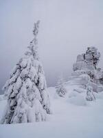 silhouettes of trees are plastered with snow photo