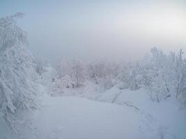 Trees covered with snow in the fog, a harsh winter. photo