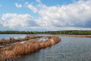 Seagulls nest in dry reeds. Seagulls nest in dry reeds. Spring flood on the lake. photo