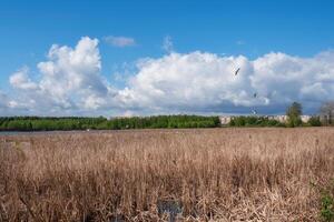 Seagulls nest in dry reeds. Spring flood on the lake. photo
