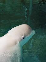 Big and beautiful whale in the water. Vertical view. photo