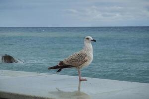 Seagull on the parapet against the background of the sea photo