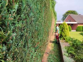 Blurred figure of a gardener, shearing a wall of thuja. Natural fence photo