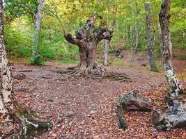 Bizarre tree in woods. Fairy tale forest in Demerdzhi. photo