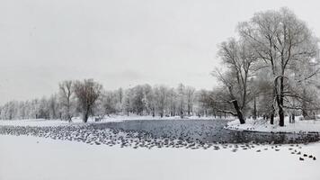 Mystical morning panoramic landscape with winter fog over the lake and many birds. Frosty winter landscape with lake. Birds on a winter pond. Northern landscape on the lake. photo
