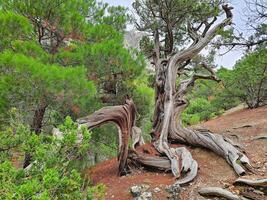 Twisted bent dry juniper tree trunk. photo
