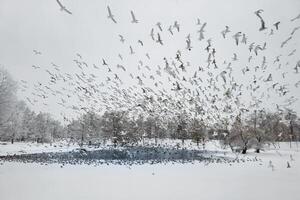 Carnival of seagulls over a snowy park lake. Wintering of birds. Large cluster of seagulls in motion. Mystical morning landscape with winter fog over the lake and many birds. Frosty winter landscape photo