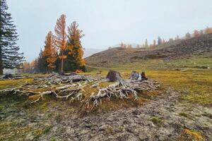 Giant cedar roots. Tree roots and autumn forest. Intertwined roots of two old trees in the Altai fall forest. photo