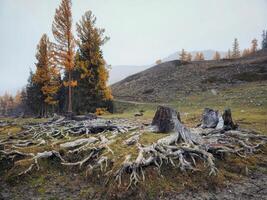 Giant cedar roots. Tree roots and autumn forest. Intertwined roo photo
