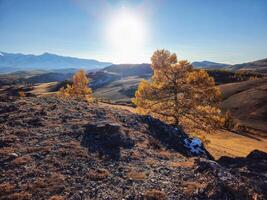 Two larch trees on an autumn mountain slope under a blue sky. Co photo