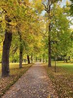 Autumn sunny alley in the park. Beautiful autumn park with the yellow trees in sunny weather. Vertical view. photo