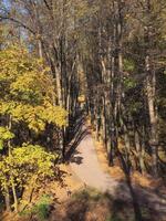 Sunny alley in the autumn park. Autumn leaf fall. photo