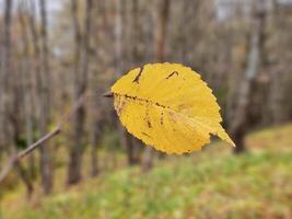 The last autumn leaf on the branch. Late autumn. photo