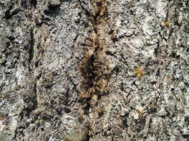 background abstract tree trunk with wild bees segment tree skin decoration design photo