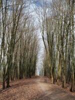 Sunny spring alley in the park, the prospect of trees still without leaves. photo