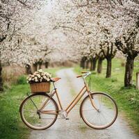 Vintage bicycle stands on a serene path surrounded by blooming cherry trees in spring photo