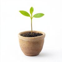 Young plant growing in clay pot with fresh soil highlighting new beginnings of nature indoors photo