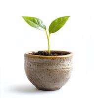 Growth of a small green plant in a ceramic pot on a light background showcasing new beginnings in gardening photo