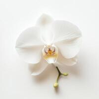 Delicate white orchid with yellow accents blooming elegantly against a clean backdrop photo