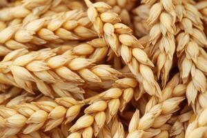 Golden wheat stalks intertwined in a close-up view showcasing the agricultural beauty of harvested grains photo