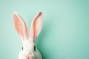 White rabbit with large ears against a light blue background, showcasing its adorable features and playful demeanor photo