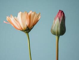 Macro photograph of blooming tulip beside a withered flower stem highlighting the cycle of life - Variant 28 photo