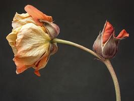 Macro photograph of blooming tulip beside a withered flower stem highlighting the cycle of life - Variant 26 photo