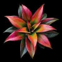 Top down view of vibrant colorful bromeliad plant leaves with deep textures and gradient hues on black background photo