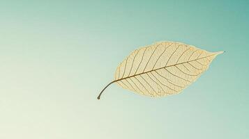 Delicate dried leaf isolated on pastel background highlighting intricate vein natural texture and simplicity photo