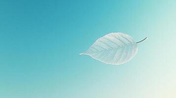 Delicate dried leaf isolated on pastel background highlighting intricate vein pattern natural texture and simplicity photo