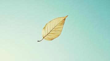 Delicate dried leaf on pastel background highlighting intricate vein pattern natural texture and simplicity photo