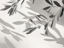 Minimalist black and white photography of olive branch shadows on textured surface with soft natural light photo