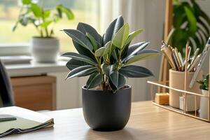 Rubber tree placed in sleek black pot adding fresh green aesthetic to modern minimalist home office decor photo