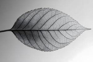 Artistic Close-up of Transparent Leaf Skeleton on Gray Background for Nature Prints photo