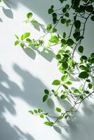 Soft shadows of green leaves gently fall onto a clean white wall, creating an eco-friendly atmosphere. The arrangement highlights minimalism with ample space for text photo
