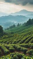 Stunning Tea Plantation on a Misty Mountain photo