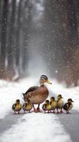 Mother Duck and Ducklings in Winter Snow photo