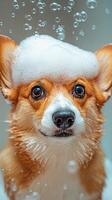 Adorable Corgi in a Bath photo