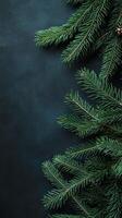 Dark Christmas Fir Branches on Dark Background photo