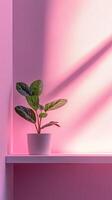 Pink Room Decor with a Plant photo