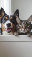 Adorable Dog and Cat Companionship photo