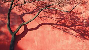 Intriguing Tree Shadow on a Coral Wall photo