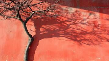 Bare Tree Shadow on a Coral Wall photo
