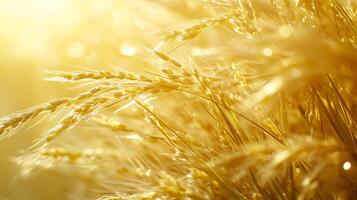 Golden Wheat Field Under Sunlight photo