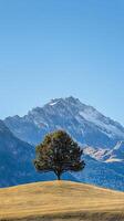 Grand Alpine Scenery with a Lone Tree photo
