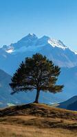 Majestic Alpine Landscape with a Solitary Pine Tree photo