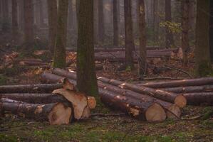 A forest with many trees and logs photo