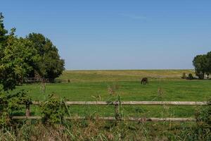 A horse in a field in ditzum photo