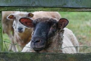 A sheep looking through a fence at another sheep in germany photo